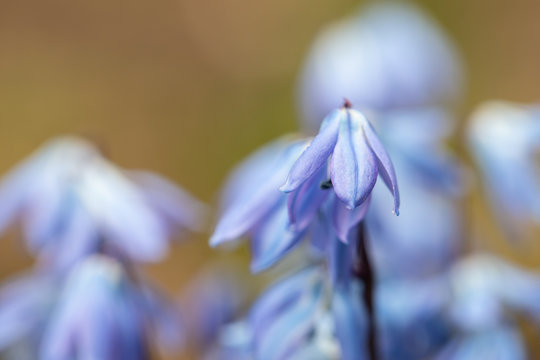 Blue spring flowers in the forest closeup