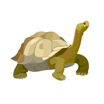 Giant tortoise animal. Turtle reptile in nature wildlife. Vector