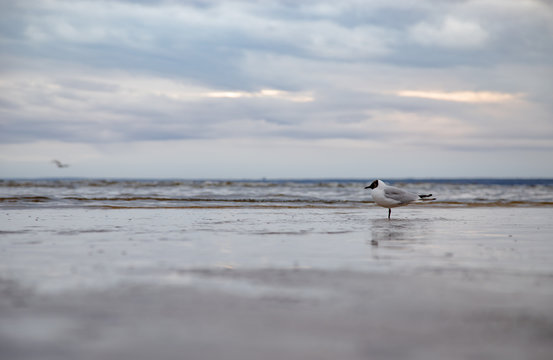 Art-photo. A lonely Seagull on the beach. Bottom view.