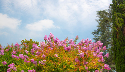 pink flowers of blue sky