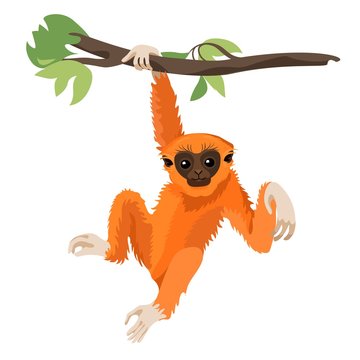 Gibbon Primate Mammal. Monkey In Wildlife. Vector