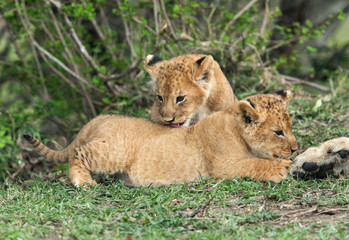 Obraz na płótnie Canvas Lioness cubs, Masai Mara