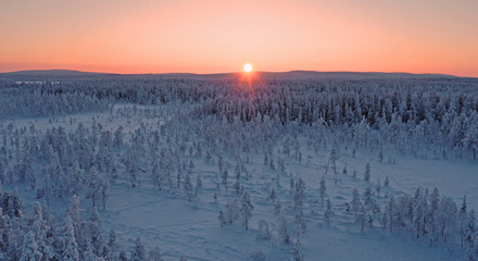Aerial photo of frozen trees in Lapland during the winter.
