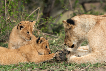 Lioness cub touching her leg, Masai Mara