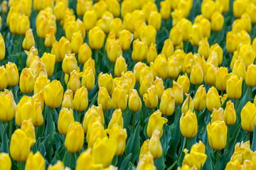 Beautiful bright yellow tulips field. Spring Easter flower background. Selective focus. Amazing spring tulip flowers.