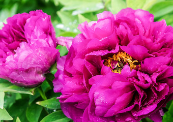 Bright Rose pink fuchsia color Peony flower Paeonia suffruticosa or tree peony in dew or rain water drops. close up. Spring background