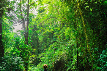 Girl in straw hat from back in greenery. Lady walks in the tropical jungle and looks at the exotic trees. Natural wallpaper with copy space. Adventure, tourism, exploration and travel concept.