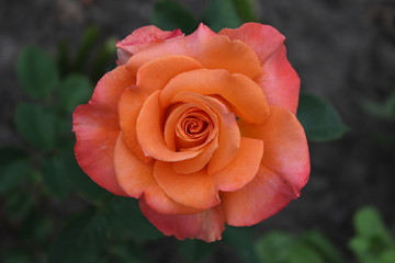 Pink-orange lush rose on a background of green leaves