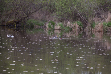 Obraz na płótnie Canvas Ducks swimming in the water.