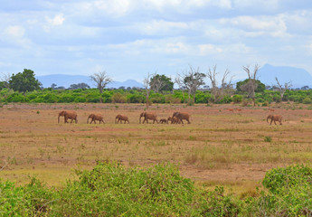 Fototapeta na wymiar Elephants in the savannah in Kenya. 