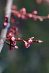 Pink apricot tree buds in early spring