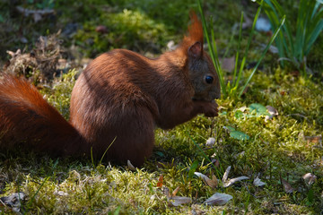 Eichhörnchen im Gras nagt an etwas