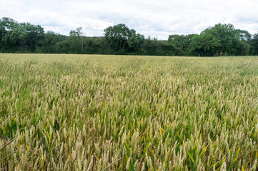 Field of wheat