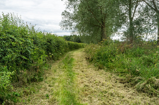 Hedgerows