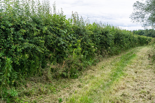 Hedgerows