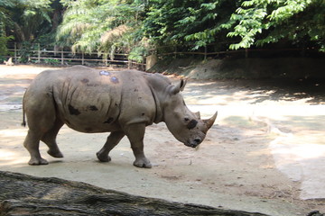 Obraz premium rhino in the zoo