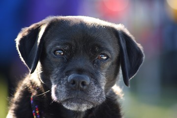 Ritratto di cane