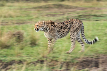 Cheetah walking in Masai Mara grasslang, motion blur photograph