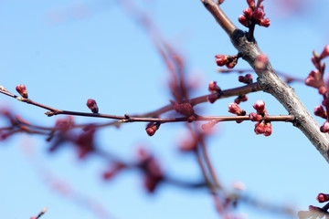 Pink apricot tree buds in early spring