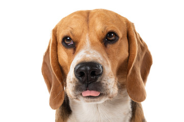 Beagle portrait on isolated