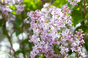 flowering of lilac in the spring time of year. lilac lilac flowers close-up.