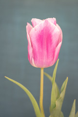 Pink tulip blossom close up with green leaves, pastel colours