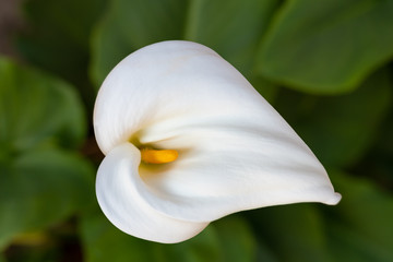Calla Lily (Zantedeschia aethiopica) white flower top view