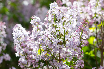flowering of lilac in the spring time of year. lilac lilac flowers close-up.