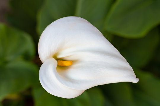 Zantedeschia Aethiopica