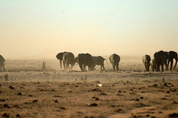 Fototapeta na wymiar elefanti africani nel parco nazionale di Amboseli kenya