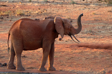 Elefanti africani 