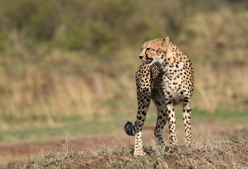 Cheetah on a mound in Masai Mara Grassland