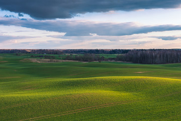 Fototapeta na wymiar Spring Rolling Green Hills With Fields Of Wheat.