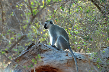 scimmia africana sull'albero