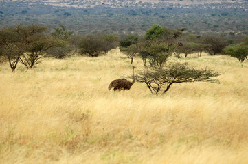 Fototapeta na wymiar panorama della savana africana