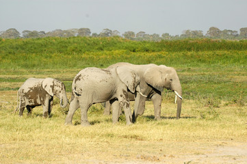 elefanti africani 