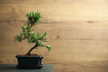 Japanese bonsai plant on black table, space for text. Creating zen atmosphere at home