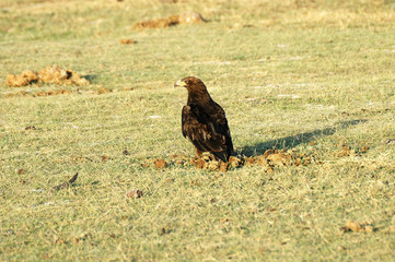 aquila