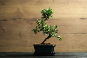 Japanese bonsai plant on black wooden table. Creating zen atmosphere at home