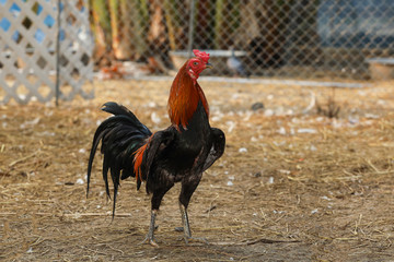 The fighting cock is stand up and show body in farm at thailand