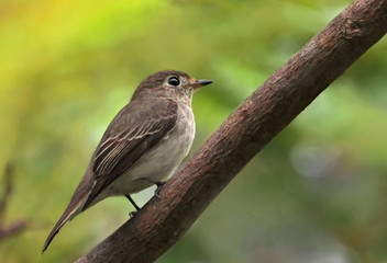 A Grey-streaked flycather sitting on the branch