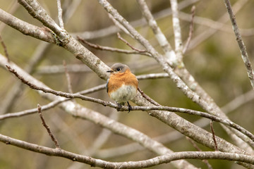 Female bluebird on limb