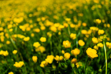 An individual buttercup in focus at the front of the frame with many many more in the background out of focus creating a beautiful bright yellow and green nature inspired background