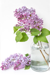Obraz premium Bright blooms of spring lilacs on a table in house. Spring purple flowers close-up. Selected focus.