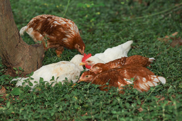 The Group Baby Rhode Island red cock is rest in garden at thailand