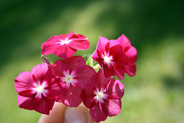 Photo of pink flowers.Summer day