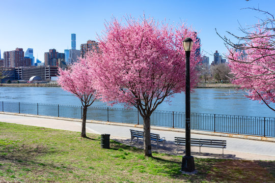 Beautiful Pink Flowering Crabapple Trees during Spring at Rainey Park along the East River in Astoria Queens New York