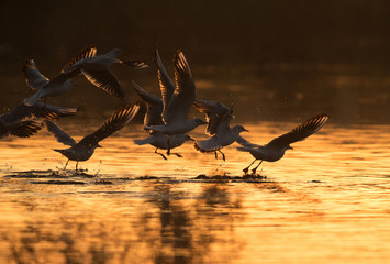 The slender-billed seagulls takeoff in the morning sunlight