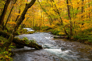 River and waterfall in autumn forest