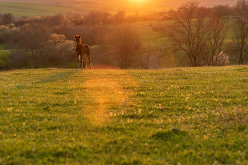 Fototapeta na wymiar Alone baby horse in the village sunset